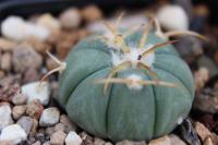 Echinocactus horizonthalonius PD 60